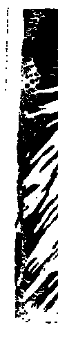 Engel